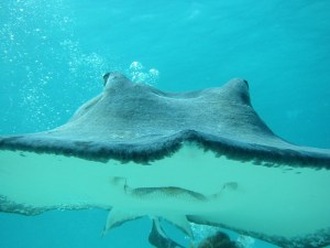Diving with Stingray in the Cayman Islands
